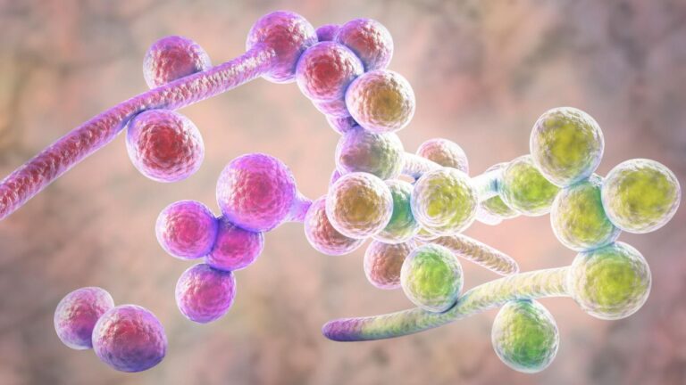 Candida Biofilms Explained: Why Your Infection Keeps Coming Back