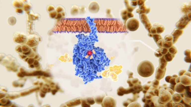 Inside Candida Biofilms: Structure, Species Differences and Survival Mechanisms