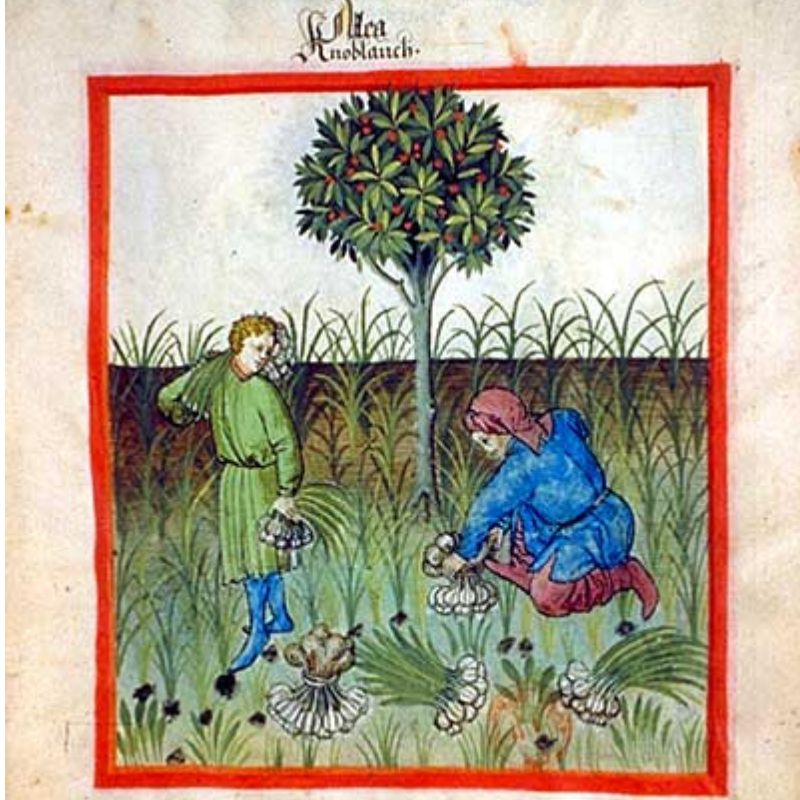 Medieval illustration of two individuals harvesting garlic near a tree. One person stands holding garlic, while the other kneels to pick more from the ground. Lush greenery surrounds them.