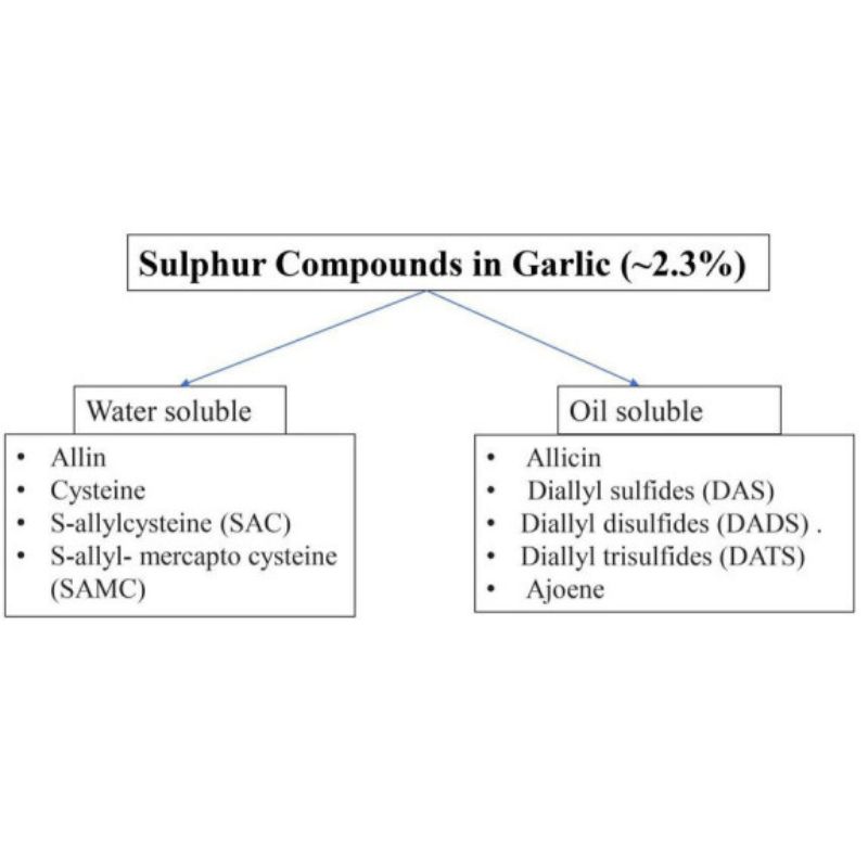 A diagram categorizes sulfur compounds in garlic: water-soluble (alliin, cysteine, SAC, SAMC) and oil-soluble (allicin, DAS, DADS, DATS, ajoene).