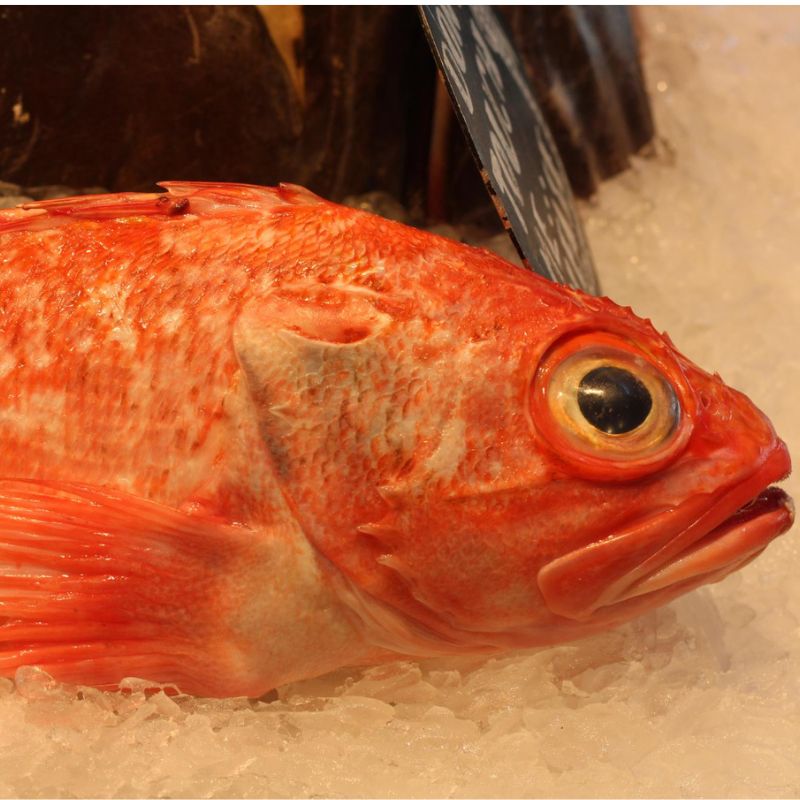 Close-up of a reddish-orange fish with large eyes displayed on a bed of ice in a market, perfect for those following a candida diet.