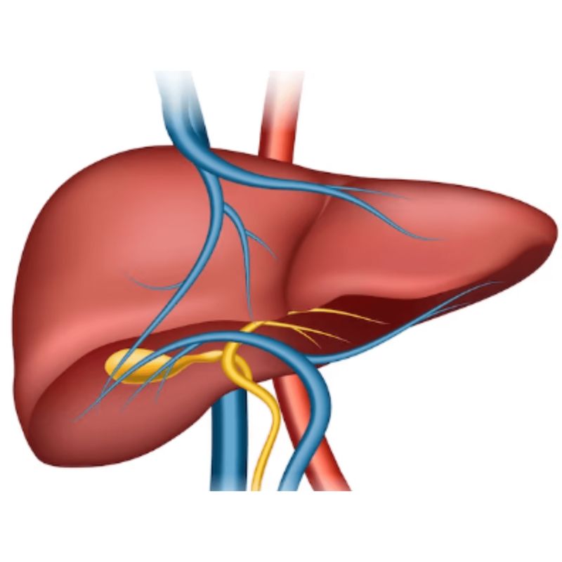 Illustration of a liver showing blood vessels and bile ducts in blue, red, and yellow on a white background, perfect for understanding the best liver cleanse methods.