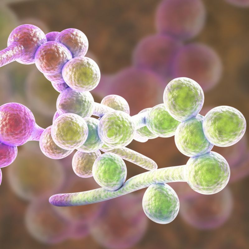 A microscopic view of Candida albicans, a type of fungus, showing round, colorful cells connected by hyphae. The structure's complexity can be likened to complex carbohydrates in their intricate bonds and formations.