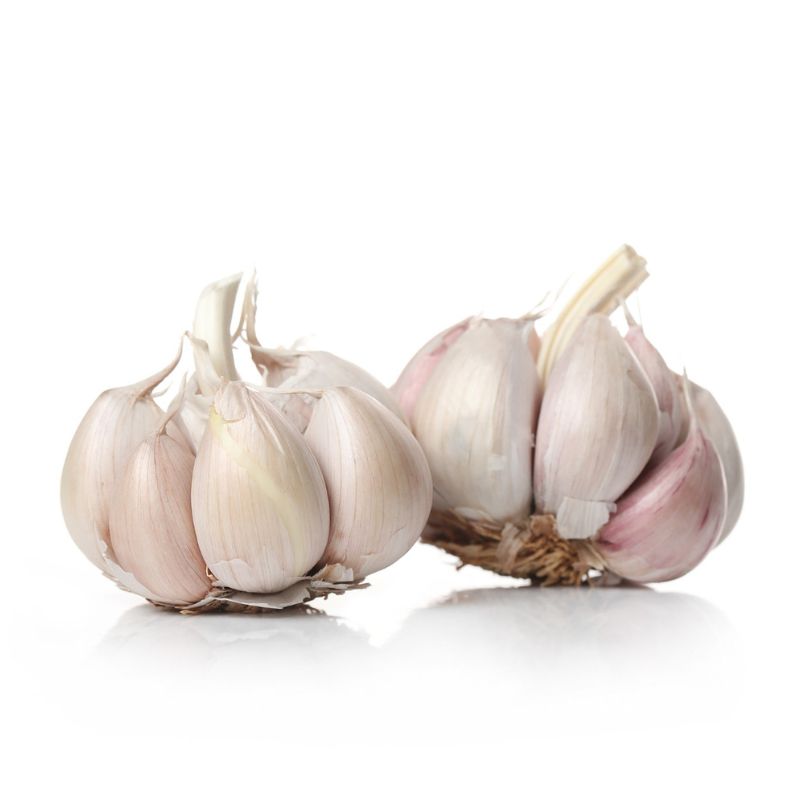 Two heads of garlic with segments (cloves) still attached on a white background.