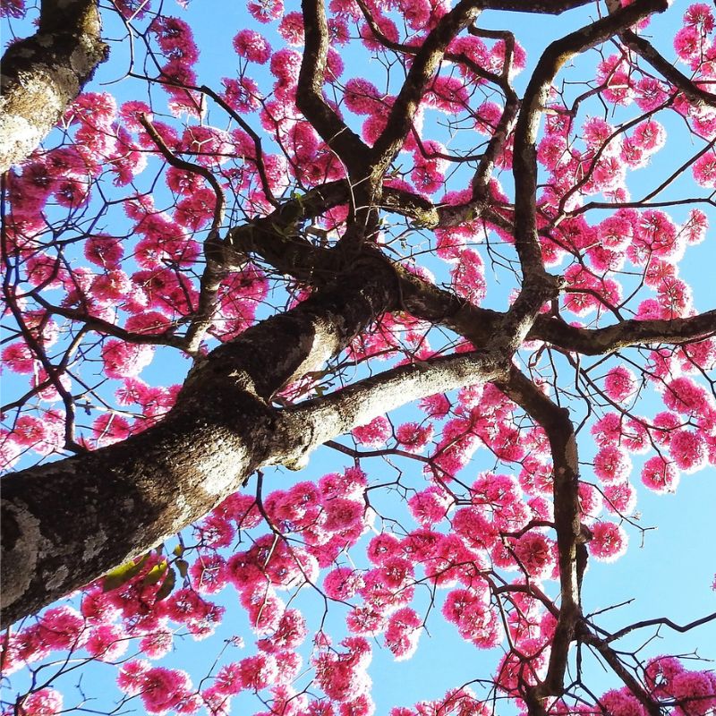 Tree with thick branches covered in vibrant pink blossoms, viewed from below against a clear blue sky, reminiscent of the calming health benefits of cinnamon's gentle scent.