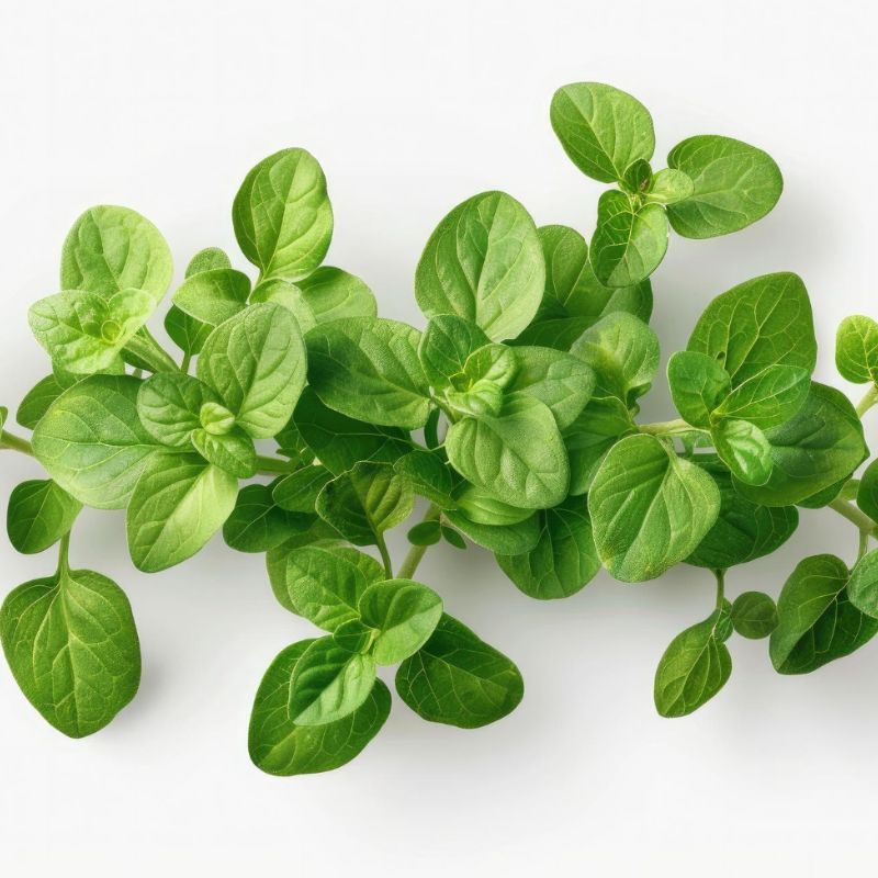 Close-up image of a fresh oregano sprig with bright green leaves against a white background, highlighting its natural beauty right next to the ground cinnamon known for its health benefits.