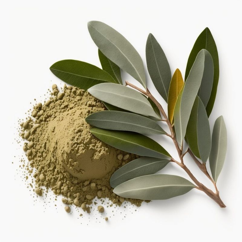 A small pile of greenish powder is next to a freshly cut branch with green leaves on a white background, reminiscent of the natural elements found in cinnamon with its well-known health benefits.