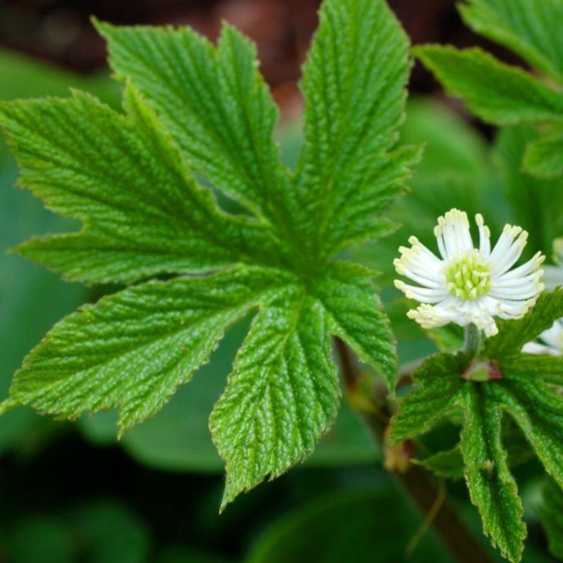 Close-up of a green plant with a large, textured, lobed leaf and a small, white, fringed flower in bloom. Goldenseal is often associated with berberine benefits.