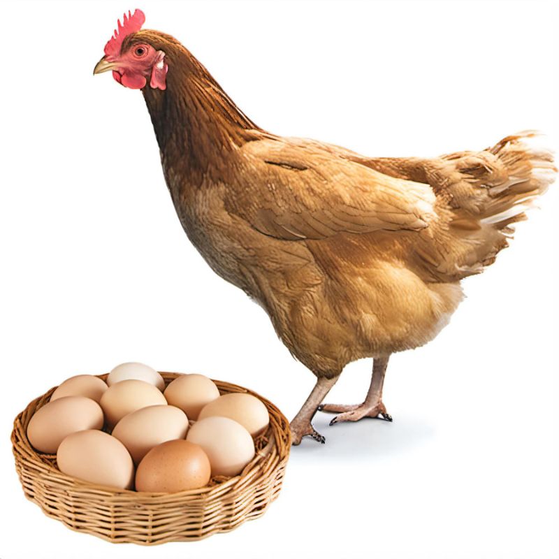 A hen standing next to a basket full of eggs.